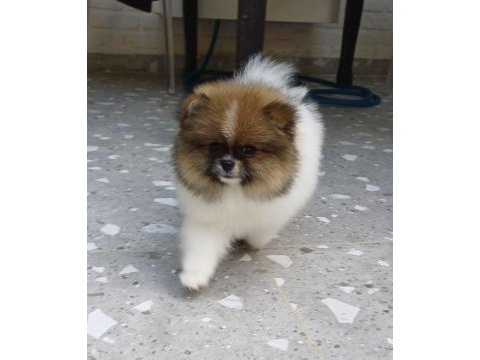 Üst kaliteli garantili pomeranian boo dişi