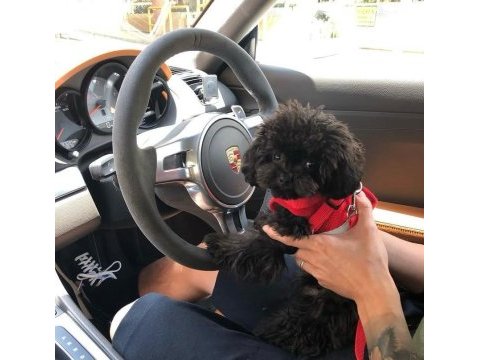 Teacup black poodle