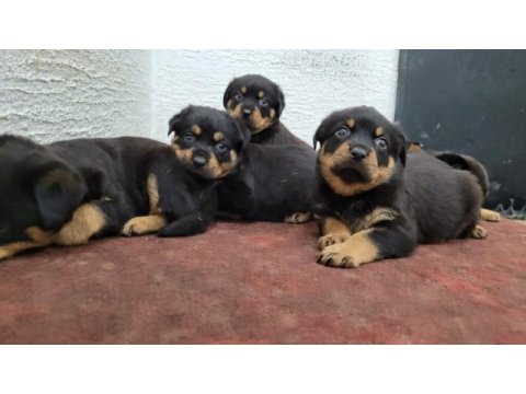 Rottweiler yavrularımız ırk garantilidir