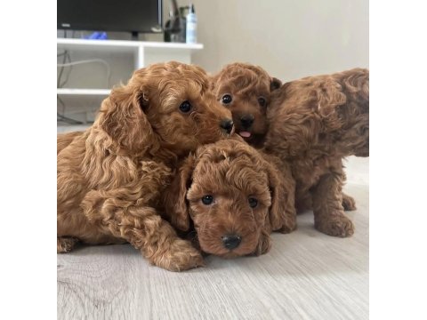 Toy poodle köpeği