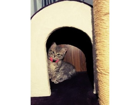 Acil sahiplendirmek istiyorum british shorthair