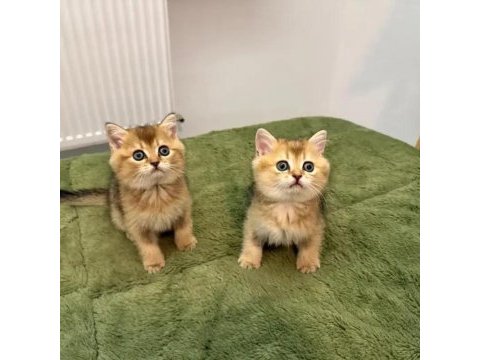 Safkan golden british shorthair