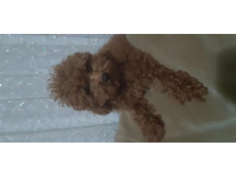 3 aylık red poodle erkek