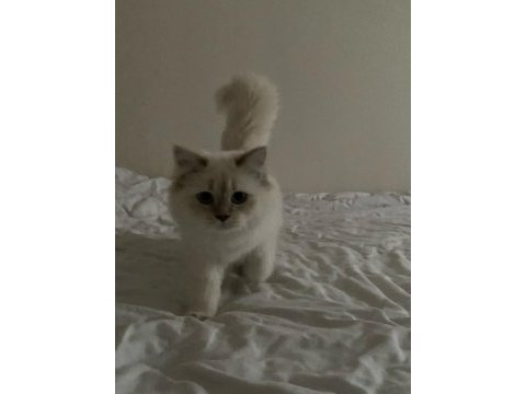 British longhair kedime eş arıyorum
