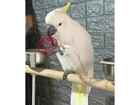 Full evcil kakadu papağanı