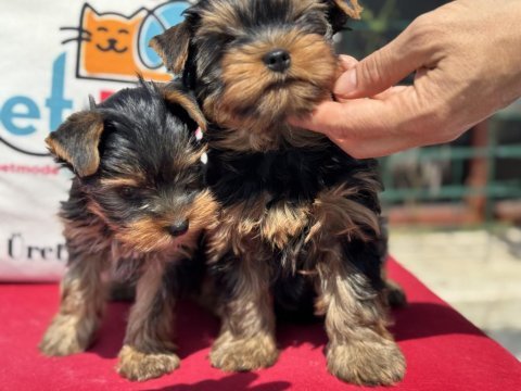 Show kalite tea cup yorkshire terrier yavrularımız