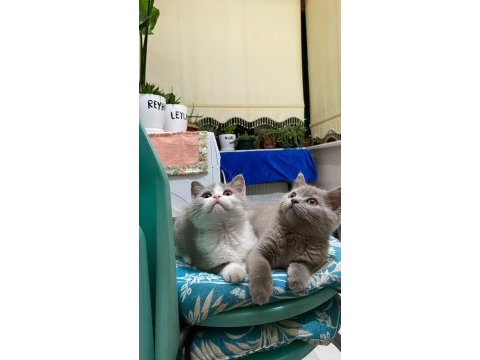 British shorthair