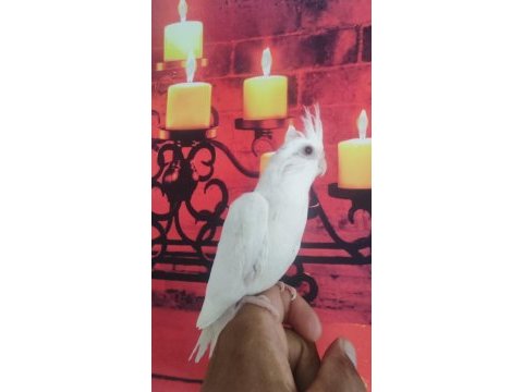 Bebek sultan papağanlar