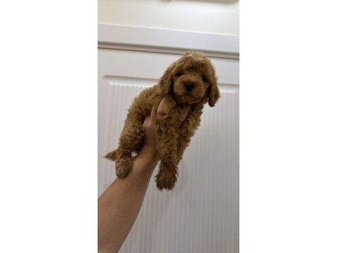 2 aylık poodle yavruları