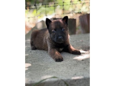 Safkan belçika kurdu malinois bebekler