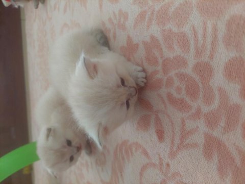 British shorthair 0-3 aylık