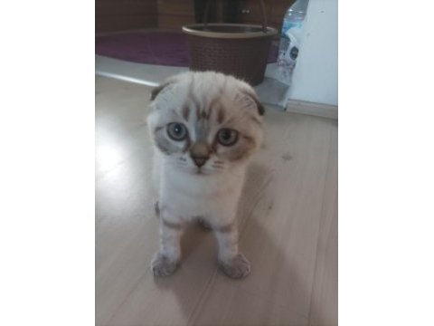 Scottish fold sıfır kulak arayan pişman olmaz uygun