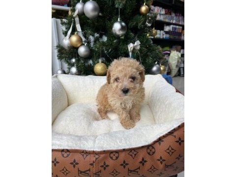 Irkının en güzel örneği orjinal maltipoo