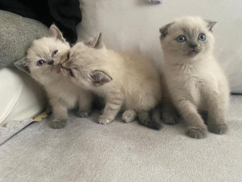 Scottish fold ve british shorthair kediler