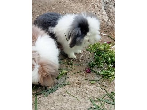 Tavşanlar