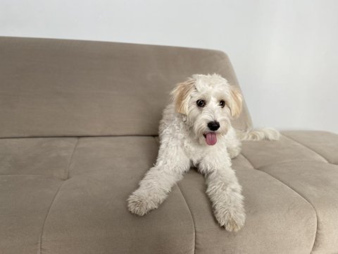 Pasaportlu aşıları eksiksiz köpeğimiz