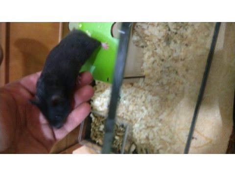 Suriye hamsterı