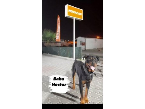 2 erkek ve 3 dişi safkan macar koca kafa rottweiler köpekler