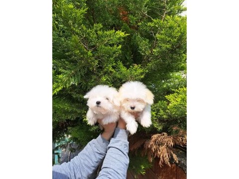 Mükemmel kalitede maltese yavrularımız