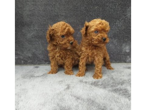Toy poodle tatlı erkek minnaklar ruhsatlı çiftlik