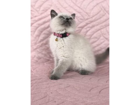 Denizli british blue point 2.5 aylık