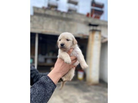 Golden retriever baby face yavrular