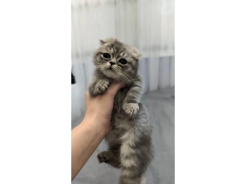 İki yavru chinchilla bulunmaktadır çok uysallardır