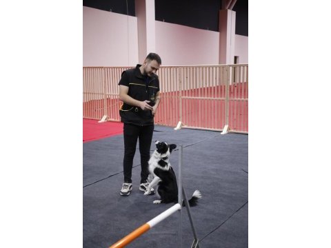 Frizbi dereceli anneden ve babadan border collie yavrular