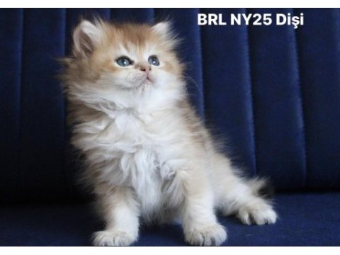 British longhair ny25 /ny11 dişi yavrular