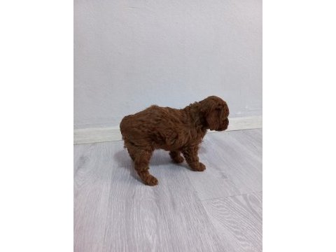 Kore kan poodle sahiplendirme
