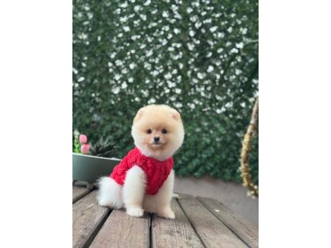 Pamuk şekeri pomeranian boo