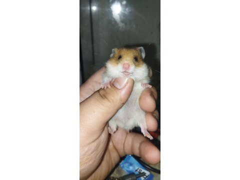 Uzun tüy teddy bear hamster yavrular