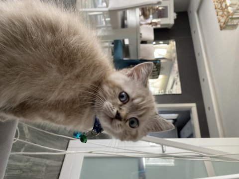 Erkek british shorthair