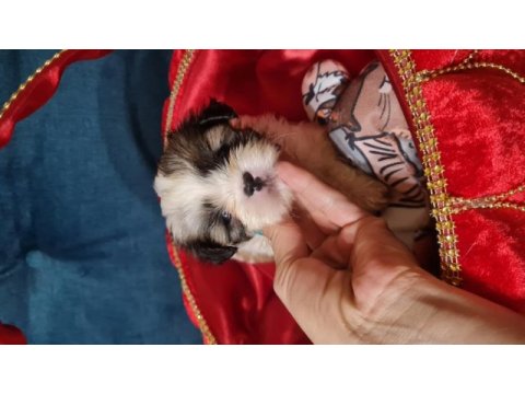 2 aylık dişi erkek morkie