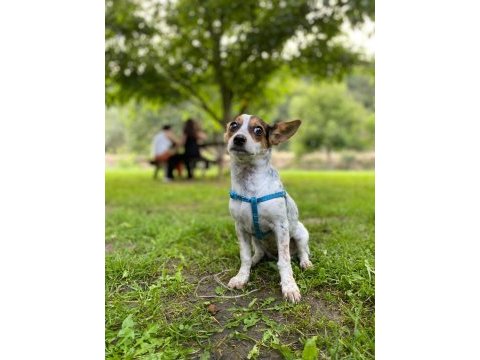Beyaz pinscher