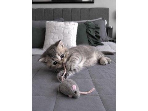 Whiskas british shorthair bebeğim