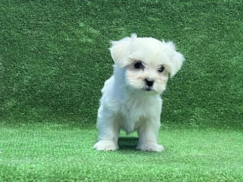Mükemmel maltese yavru