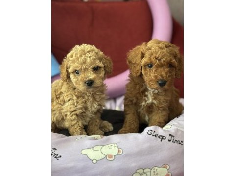 Mükemmel kaliteli oyuncak gibi poodle yavrularımız