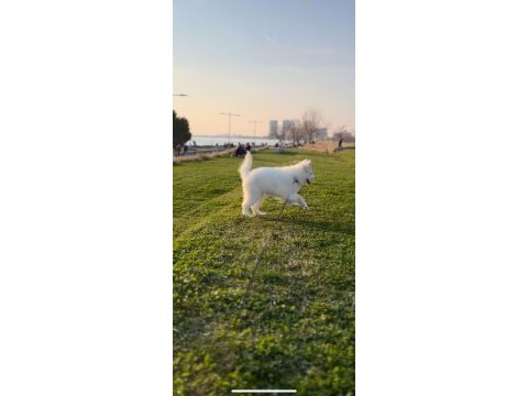Safkan samoyed