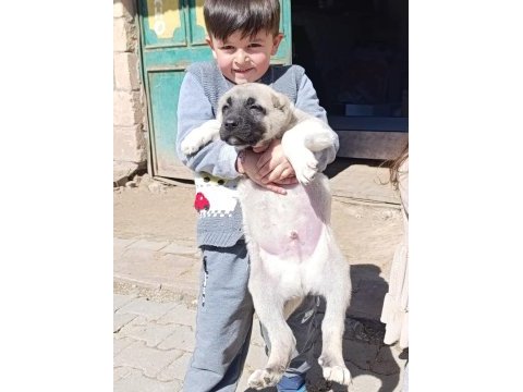 Irk garantili safkan kangal yavrular