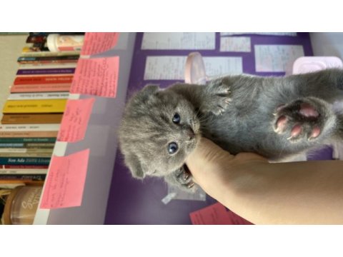 Scottish fold cins kedimizi sahiplendirme