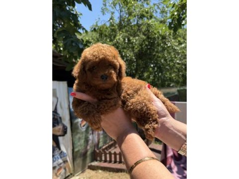 Kilogram garantili micro toy poodle