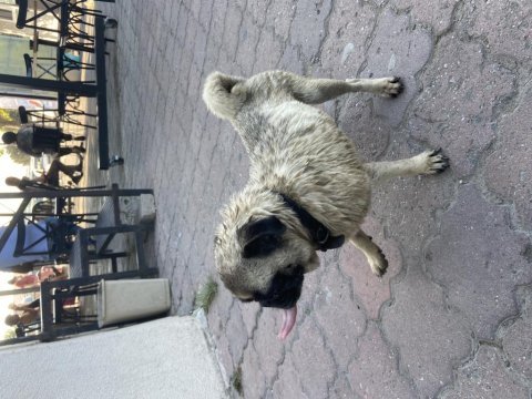 2 yaşında pug