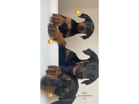 Satılık safkan doberman yavruları
