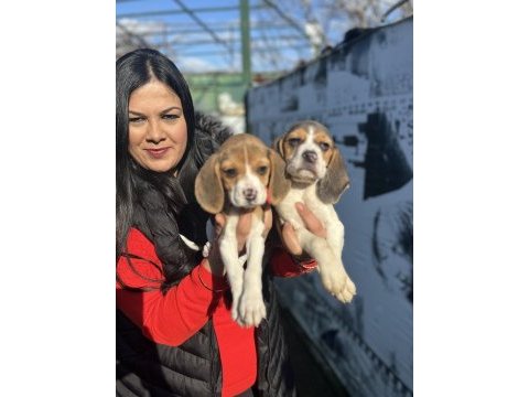 Elizabet beagle yavrularım