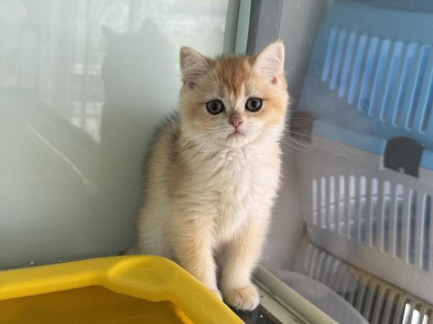 En güzel ny12 golden british shorthair yavrumuz