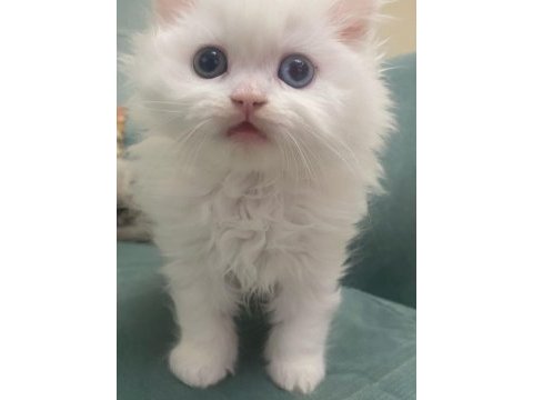 British longhair kedisi