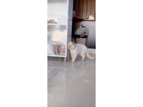British shorthair kedisi