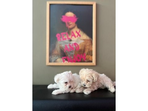 Ev ortamından son 2 dişi maltese terrier 45 günlük