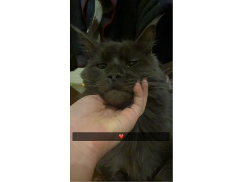 Acil erkek maine coon kedimizi sahiplendirmek istiyoruz